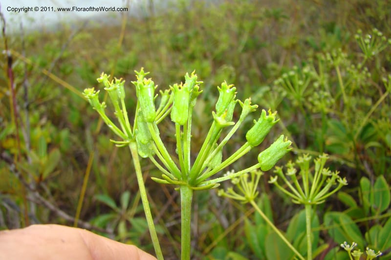 Myodocarpus, P. Lowry 7188--New Caledonia. Plaine des Lacs. NW of Grand Lac. 21 Jan 2010. 293 (194).jpg