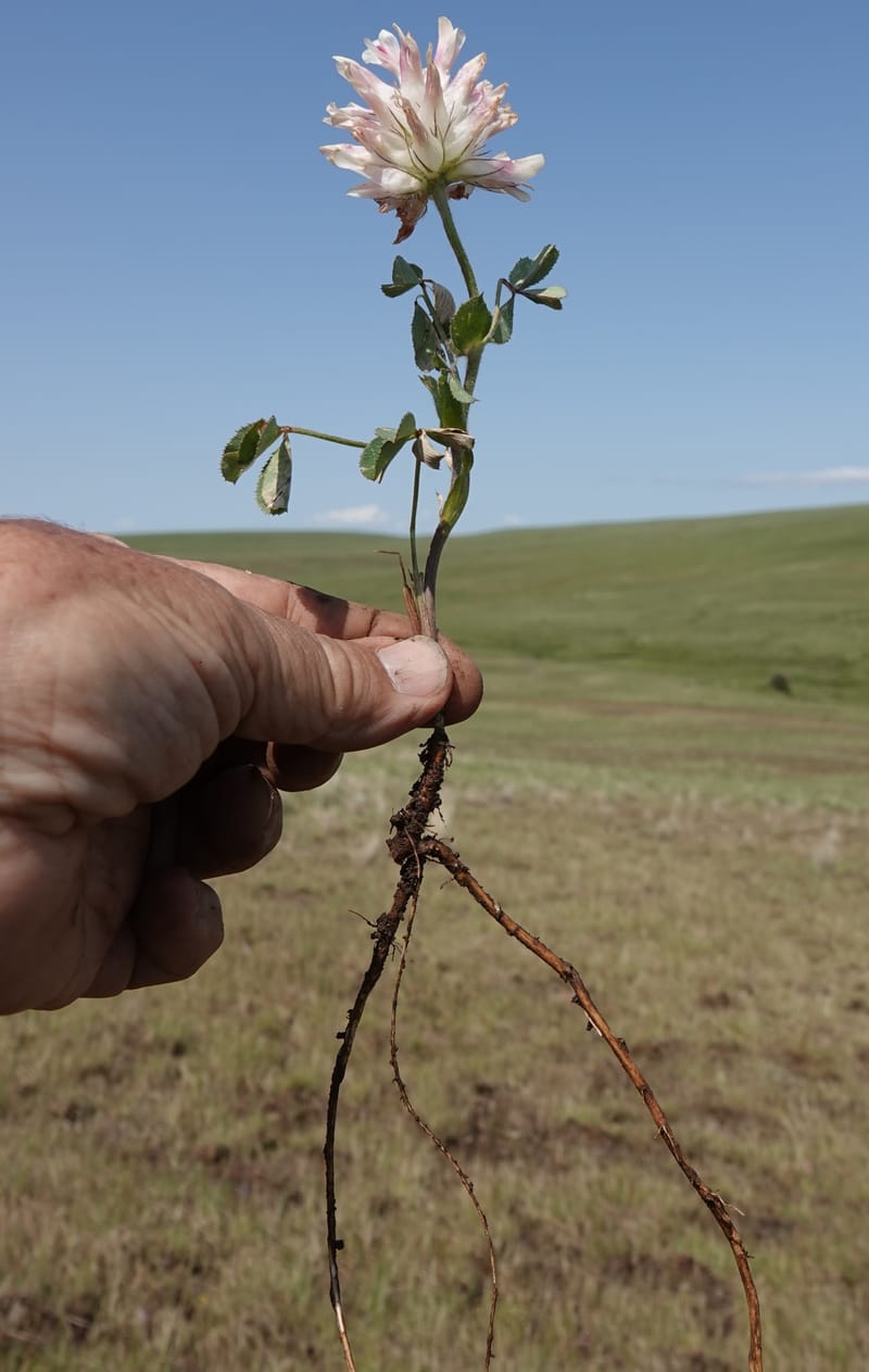 Trifolium macrocephalum, C. Davidson 13789--Oregon. Wallowa Co. Upper Camp Creek Canyon. 5 Jun 2018. DSC05225 (23).JPG