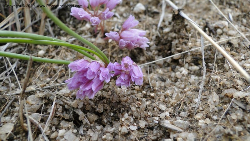 Allium aasiae, not coll.--Idaho. Ada Co. artwright Rd. 22 April 2010. 145 (13).jpg
