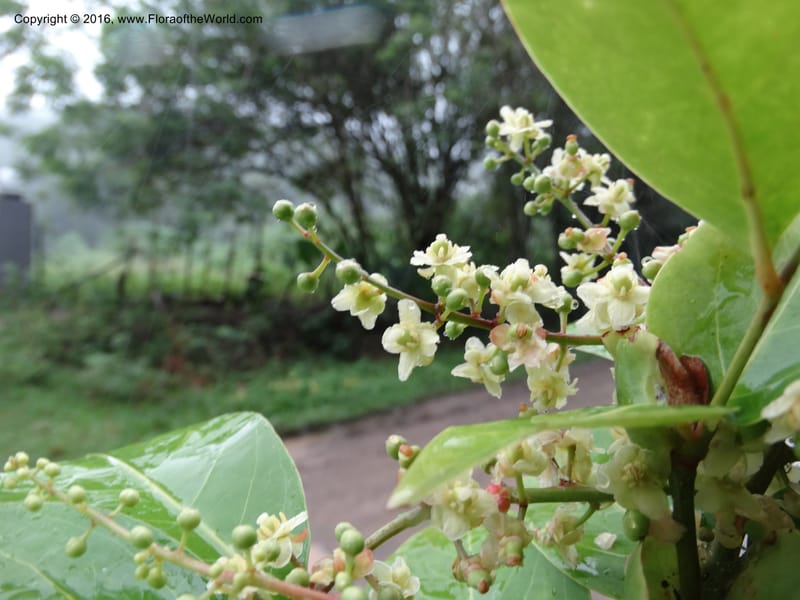 Lepisanthes fruticosa, Buerki, S 361--Sabah. Ulu Senagang. 9 Oct 2014. DSC03434 (36).JPG
