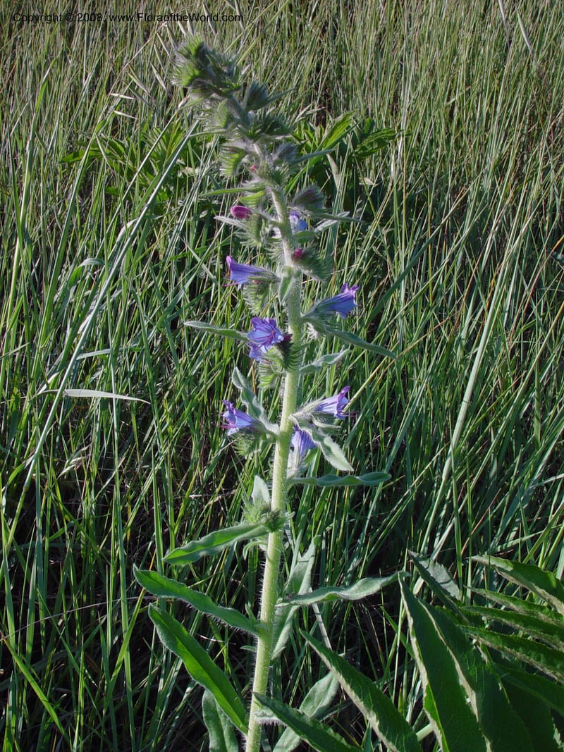Echium vulgare--Italy. Tuscany. Bettolle, near Hotel Forum. 14 May 02.  032.jpg