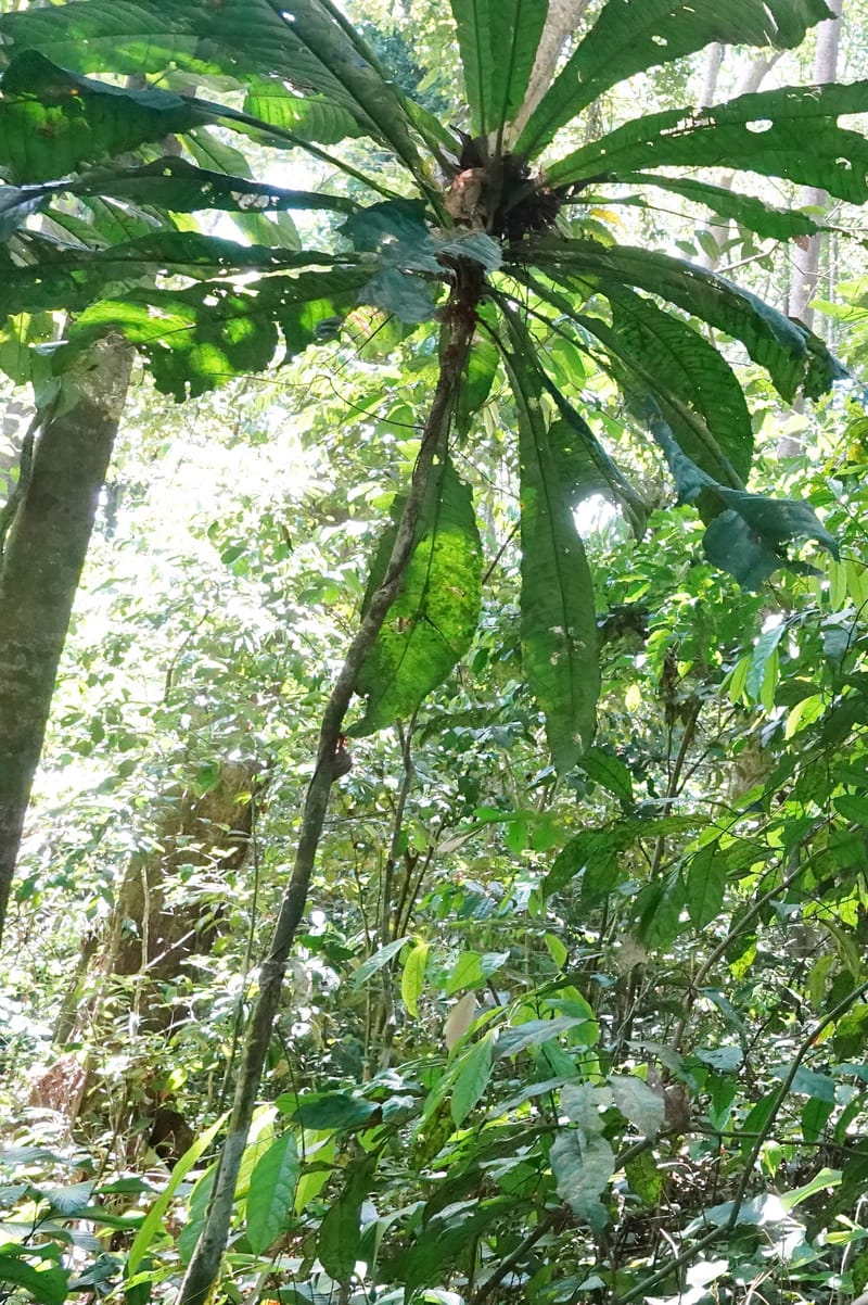 Allexis cauliflora, C. Davidson 13958--Gabon. Arb. Sibang. 5 Nov. 2018. DSC02235 (127).JPG