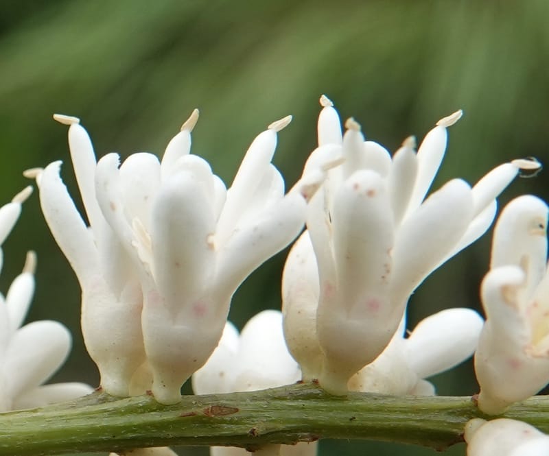 Stachyothyrsus staudtii, C. Davidson 14054--Gabon. Maboumine. 23 Oct 2019. DSC01631 (123).JPG