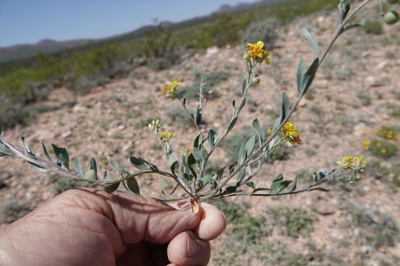 Lesquerella gordonii, C. Davidson 13997--AZ. Cochise Co. Geronimo Trail Rd. 10 Apr 2019. DSC07357 (88).JPG