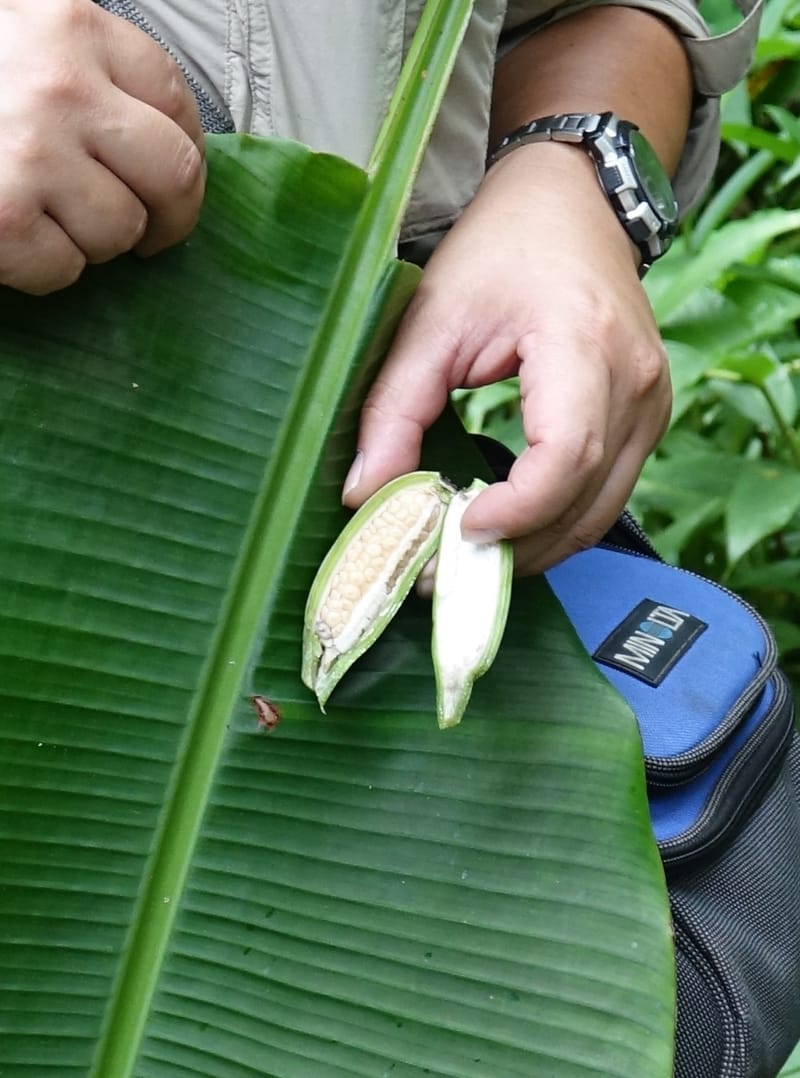 Musa formosana, Chung Kuo-Fang 3351--Taiwan. Wulai Distr. Wulai village. Hsing Hsian Trail. 19 May 2016. DSC03046 (150).JPG