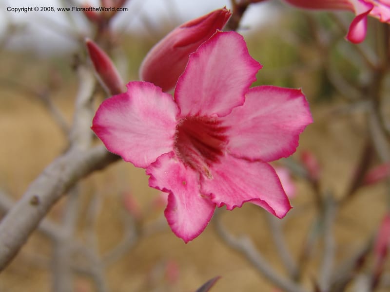 Adenium obesum--Tanzania. Hwy B1, 25 km SE of Kifaru. 28 Jun 04. 300.jpg