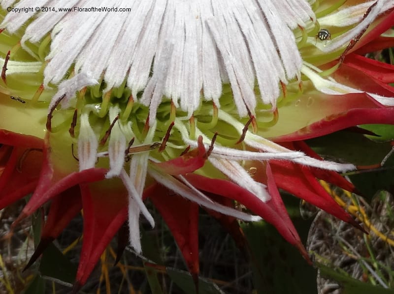 Protea cynaroides, Davidson, C 12315--South Africa. Western Cape. E. side, Fernkloof. 24 Jan 2014. DSC01799 (122).JPG