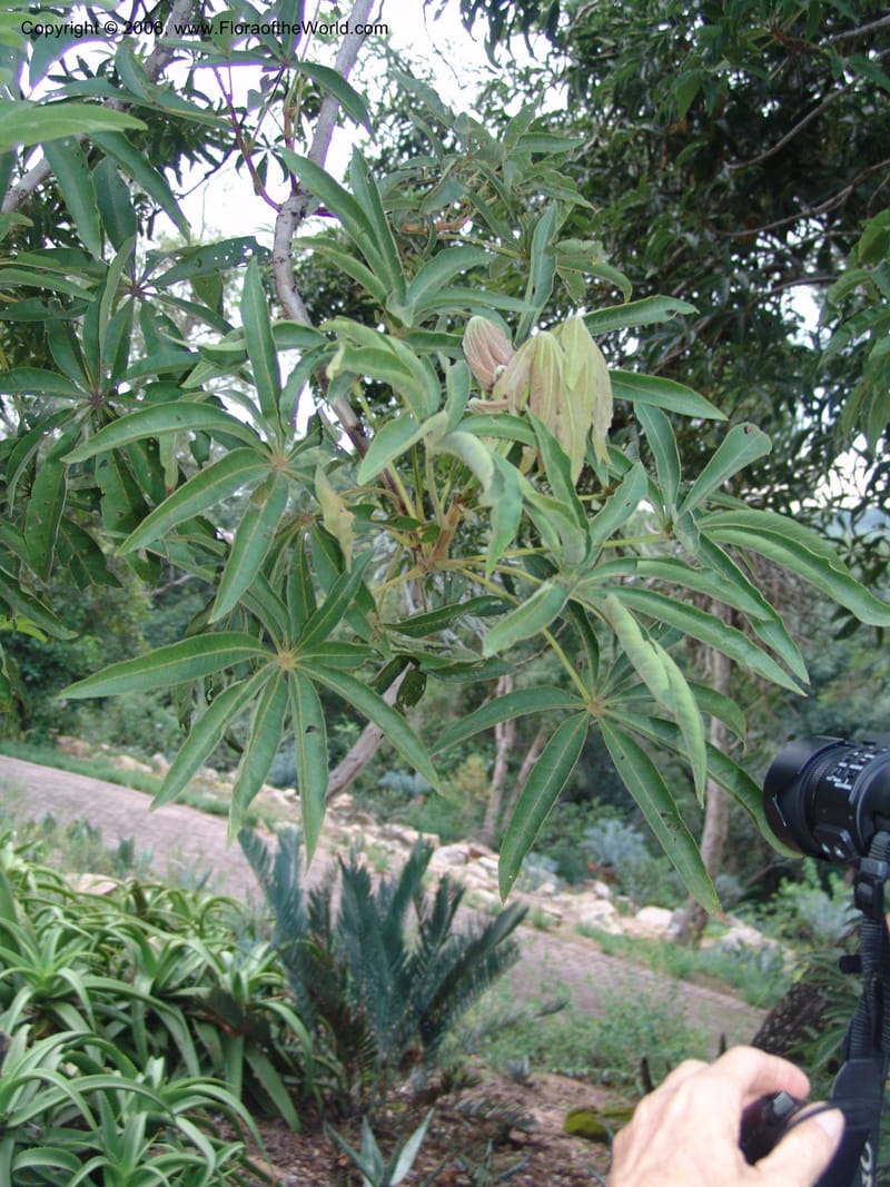 Sterculia murex--So. Africa. Lowveld Nat. Bot. Gard. 14 Mch 05. 300.jpg
