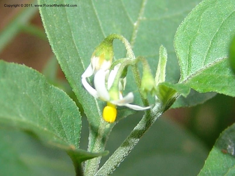 Solanum americanum, AraujoM2925--Bolivia. F. Tamayo. Rio Machariapu. 17 Sep 06. 429 (5).jpg