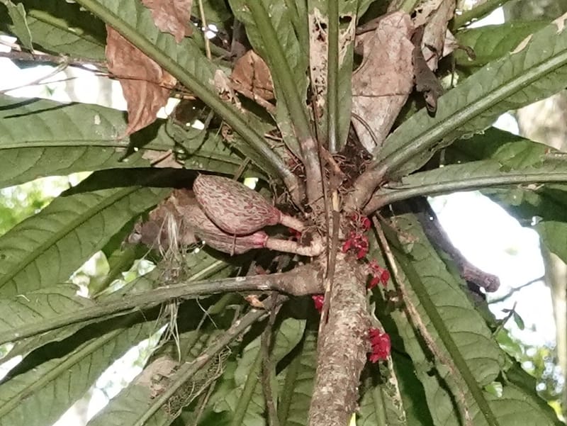 Allexis cauliflora, C. Davidson 13958--Gabon. Arb. Sibang. 5 Nov. 2018. DSC02235 (117).JPG