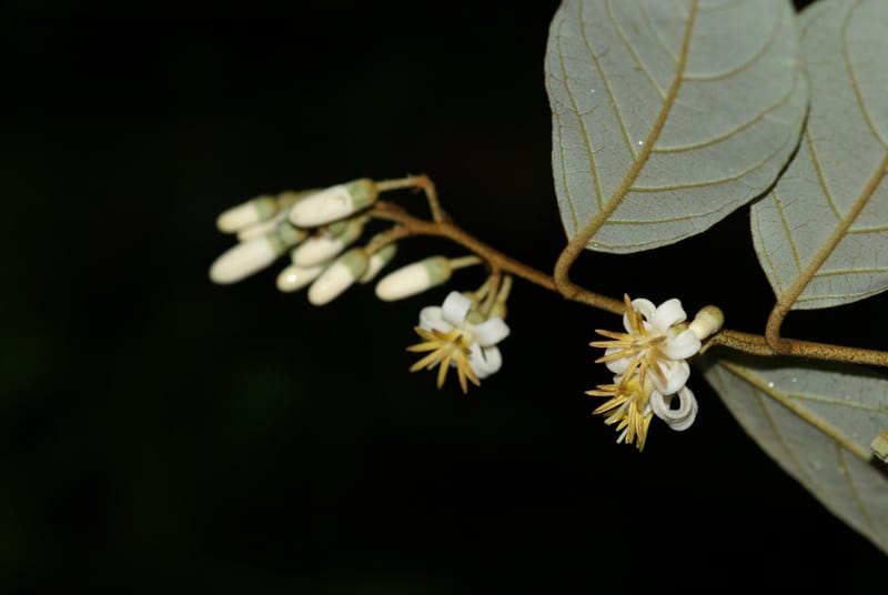 Styrax nicaraguensis,WDS#27263,Nicaragua,Matagalpa,La Selva Negra,16June2008 8163.JPG