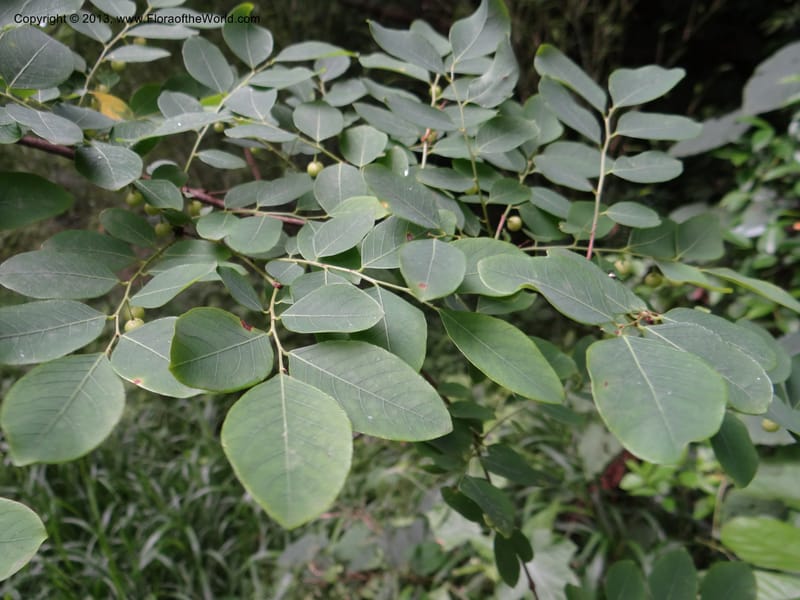 Phyllanthus glaucus, Davidson, C 11964--China. Zhejiang Prov. Tian Mu Shan. 1 Jun 2012. DSC01015 (27).JPG