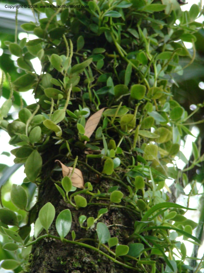 Peperomia, JMunzinger4870--New Caledonia. Plateau de Dogny. 19 Nov 07. 478.jpg