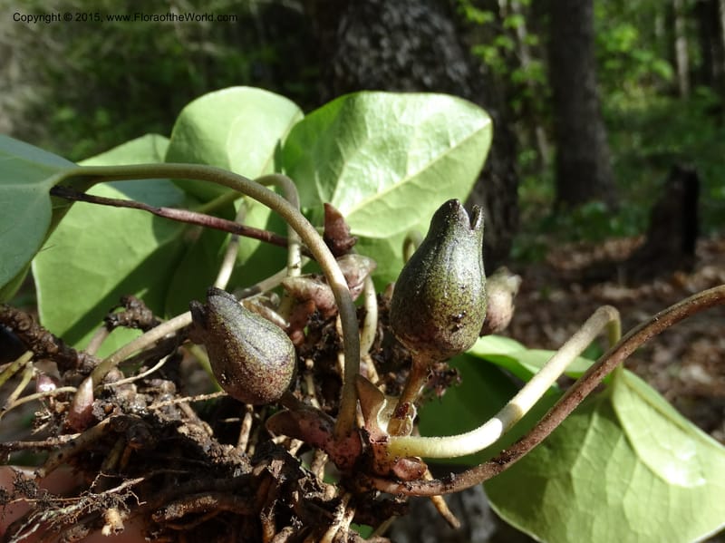 Asarum arifolium var. ruthii, Davidson, C 12973--No. Carolina. Clay Co. Buck Cr. 13 May 2015. DSC04619 (32).JPG