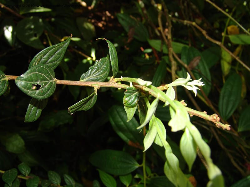 Macleania bullata, Croat 95821--Ecuador. Maquipucuna Biol. Res. Send. Princip. 12 Mar 06. 101 (1).jpg