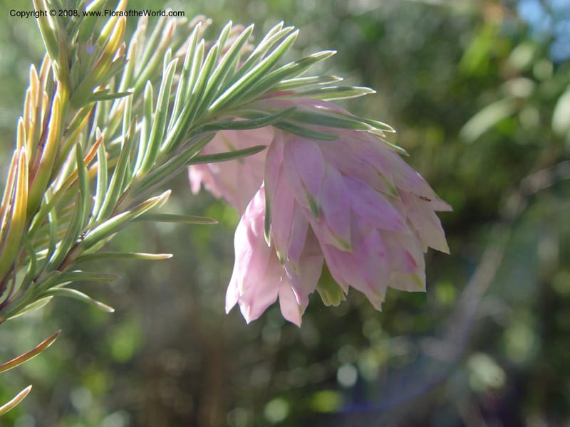 Erica glauca v. elegans, 96.0036--CA. UC Berkeley Bot. Gard. 9 Feb 04. 041.jpg