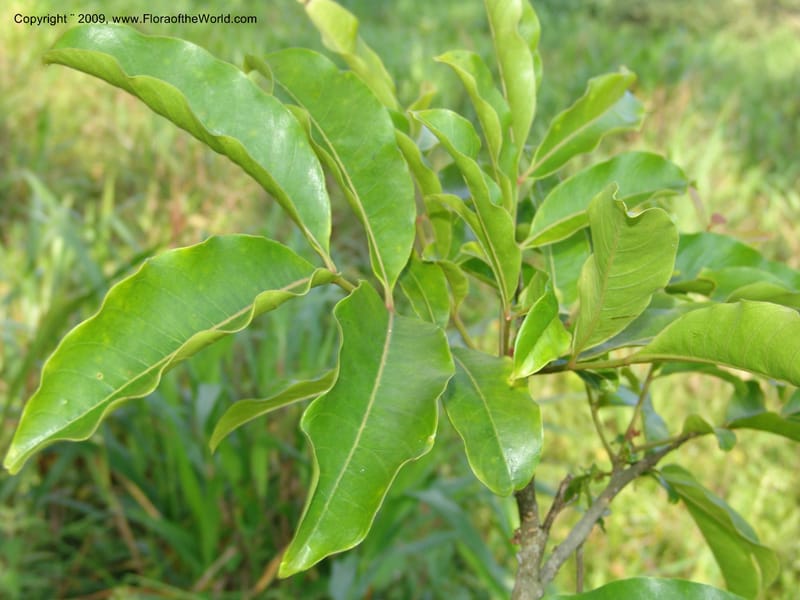 Zanthoxylum, DNeill15865--Ecuador. Zam. Ch. Rio Wawaime Val. 19 Sep 07. 067.jpg