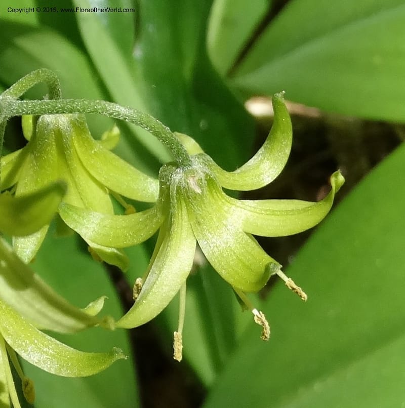 Clintonia borealis, Davidson, C 13070--North Carolina. Trans. Co. Devils Courthhouse. 21 May 2015. DSC07059 (25).JPG