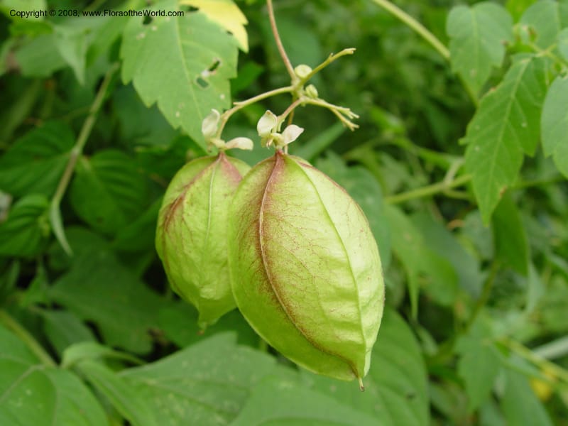 Cardiospermum grandiflorum--Cameroon. Limbe Botanic Garden. 4 Dec 03. 287.jpg