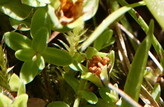 Hypericum anagalloides, C. Davidson 14106--ID. Valley Co. Cloochman Saddle Rd. 30 Aug 2020. DSC06646 (169).JPG