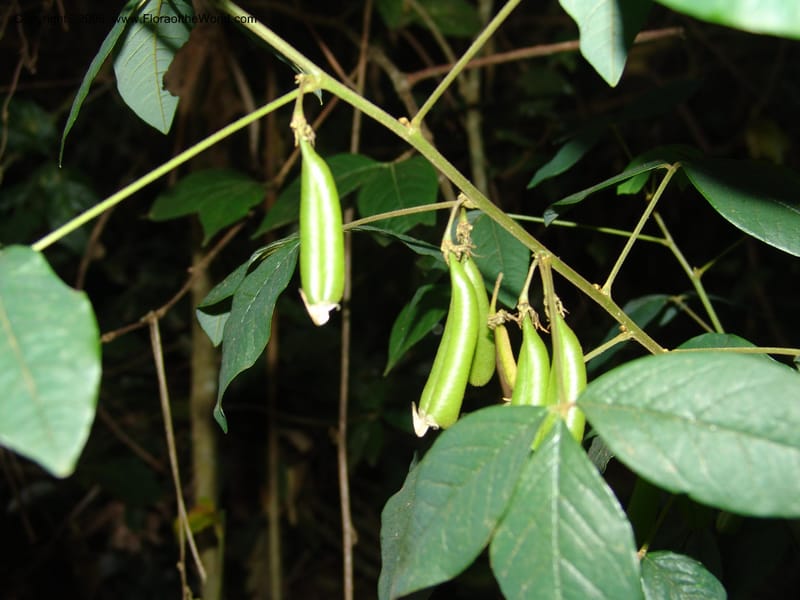 Crotalaria--Kenya. Limuru. Forest fragment near Brackenhurst Ctr. 11 Jul 04.  024.jpg