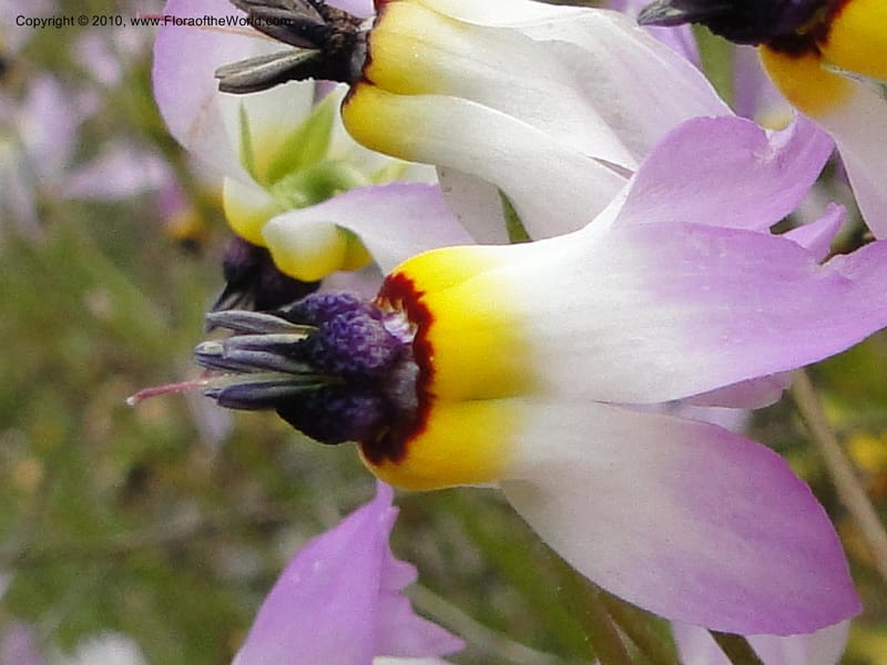 Dodecatheon clevelandii, C. Davidson 11728--California. Santa Barbara Co. 4 April 2010 180 (9).jpg