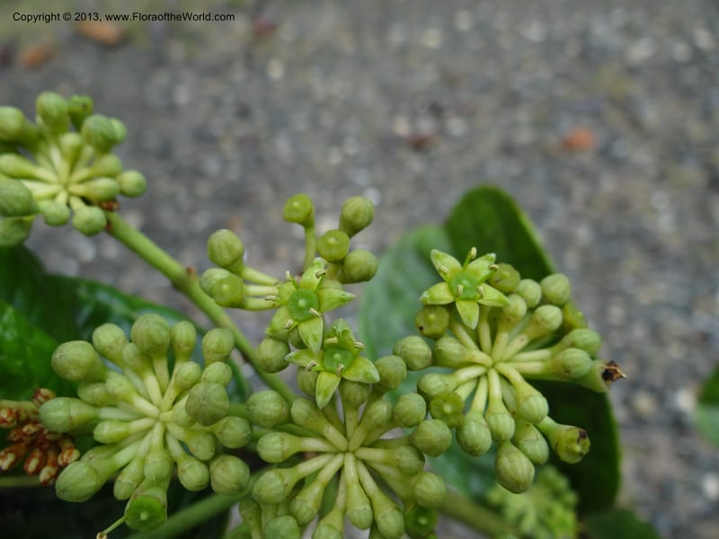 Aralia, SAN.153245--Malaysia, Sabah. Tawai For. Res. 9 Apr 2012. DSC07890 (102).JPG