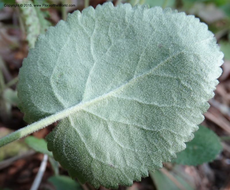 Packera serpenticola, Davidson, C 12974--No. Carolina. Clay Co. Buck Cr. 13 May 2015. DSC04619 (52).JPG