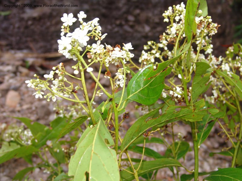 Nectandra, DNeill15748--Ecuador. Prov. Zamora Ch. Silica Mine, Las Orquideas. 15 Sep 07. 411.jpg