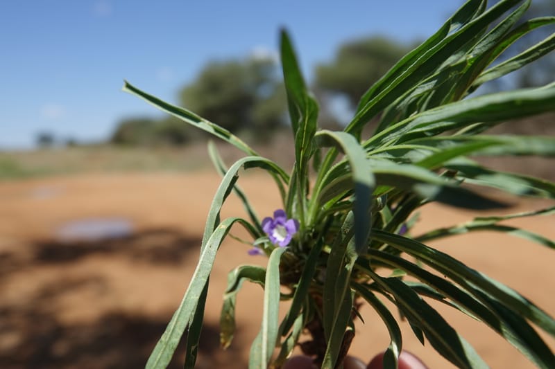 Aptosemum lineare, L. Nanyeni 1168--Namibia. Hwy B1, rest stop at odom 161. 16 Mar 2018. DSC01241 (35).JPG