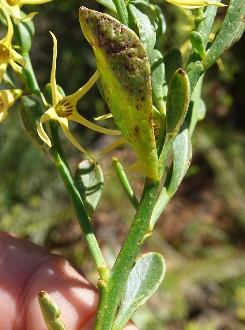 Anthocercis littorea, Davidson, C 13435--Australia. W. A. Green Head-Coorow Rd. Stop 3. 24 Oct 2016. DSC05134 (54).JPG