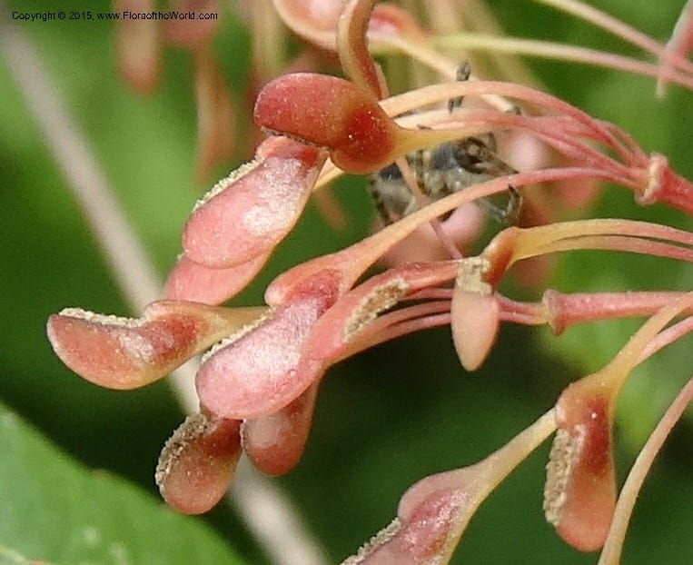 Euptelea pleiosperma, Boufford, D 43587--China. Sichuan. Tudiling Tunnel. 6 May 2014. DSC03860 (228).JPG