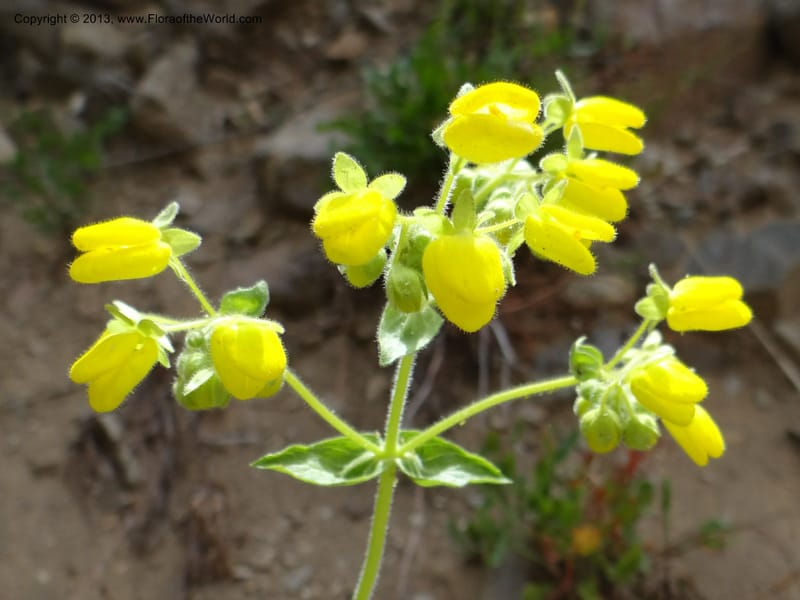 Calceolaria, WDS 34221--Chile. Cta 115. 11.5 km W of La Laguna. 22 Feb 2013. DSC02736 (50).JPG