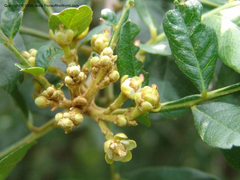 Hippobromus pauciflora--So. Africa. Lowveld Nat. Bot. Gard. 14 Mch 05. 508.jpg