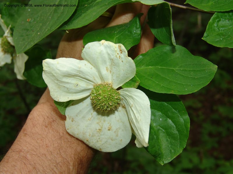 Cornus nuttallii--CA. Mariposa Co. Yosemite Nat. Pk. Glacier Pt Rd.  27 Jun 06. 268.jpg
