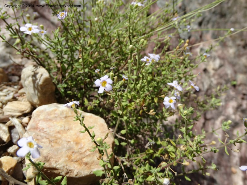 Sutera hispida, Davidson, C 12260--South Africa. Western Cape. Swartberg Pass Rd. 19 Jan 2014. DSC00537 (62).JPG