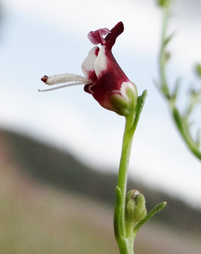 Scrophularia--Kurdistan. 2nd stop after Tawilla. 22 May 2013. DSC04763 (40).JPG