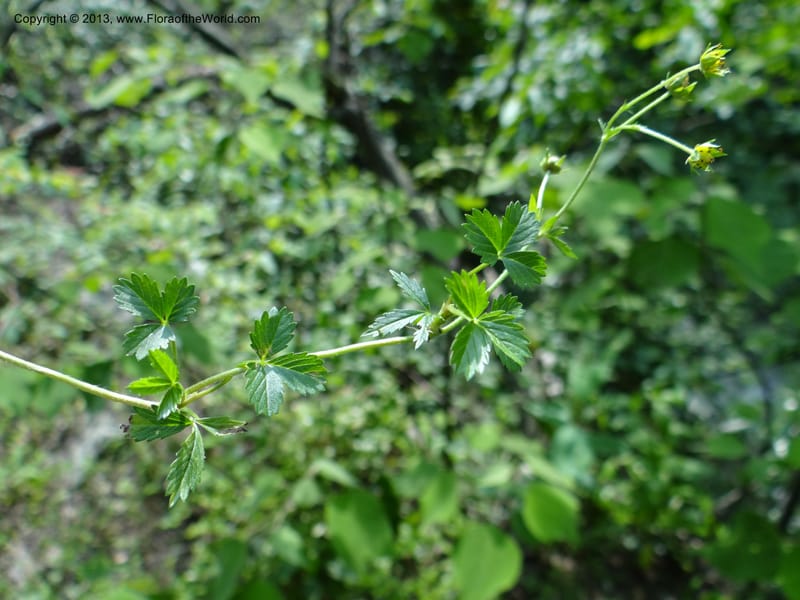 Potentilla kleiniana, Li Pan 1205278--China. Zhejiang Prov. Shunxi Village. 28 May 2012. DSC00347 (307).JPG