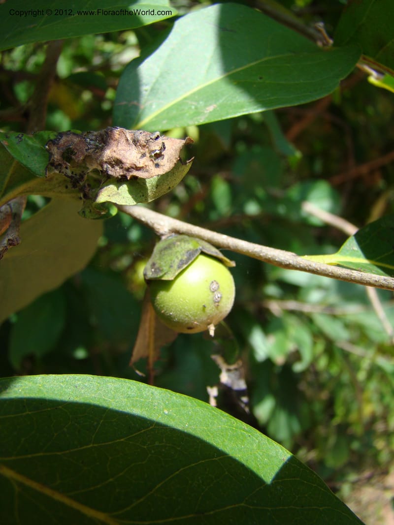 Diospyros, N. Martinez M. 2417--MX. Chiapas. Jiquipilas. Cerro el Campanario. 14 Sep 08. 027 (5).jpg