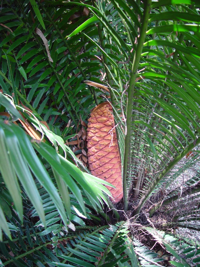 Encephalartos hildebrandtii--FL. Fairchild Bot. Gard. 7 Apr 03. 113.jpg