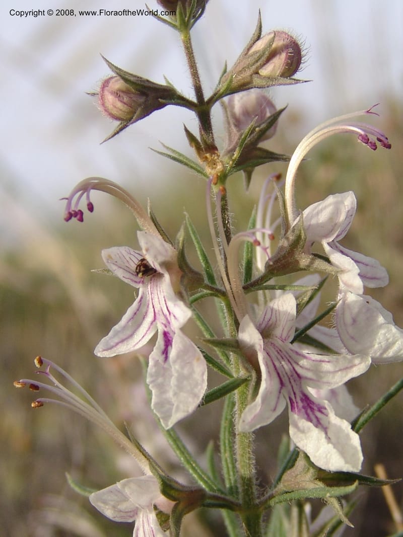 Teucrium pseudochamaepitys--Spain. Prov. Alm. Cabo d Gata. Jard.Bot.El Abardinal. 23 Apr 05. 132.jpg
