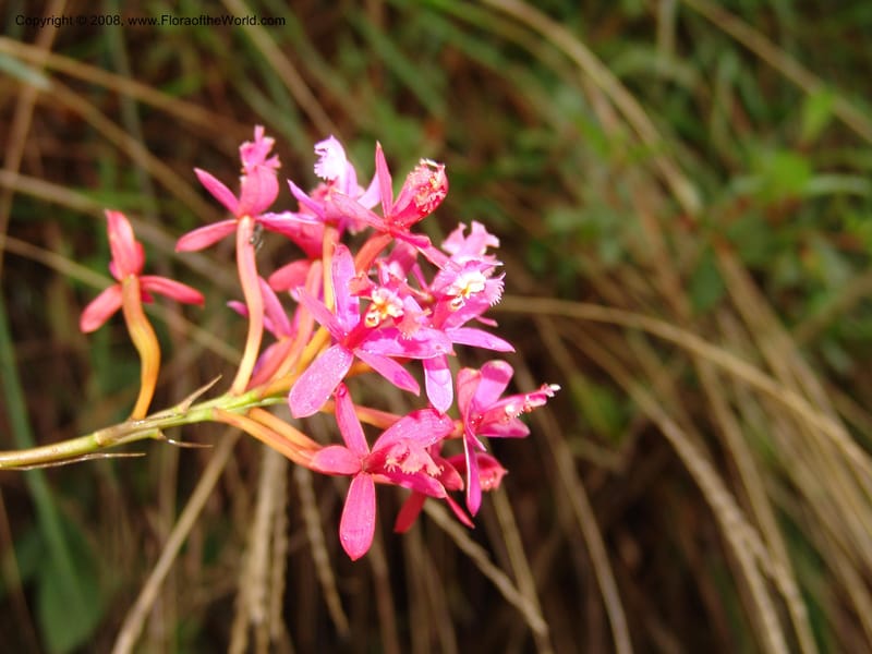 Epidendrum secundum--Peru. Macchu Pichu. 23 Oct 07. 263.jpg