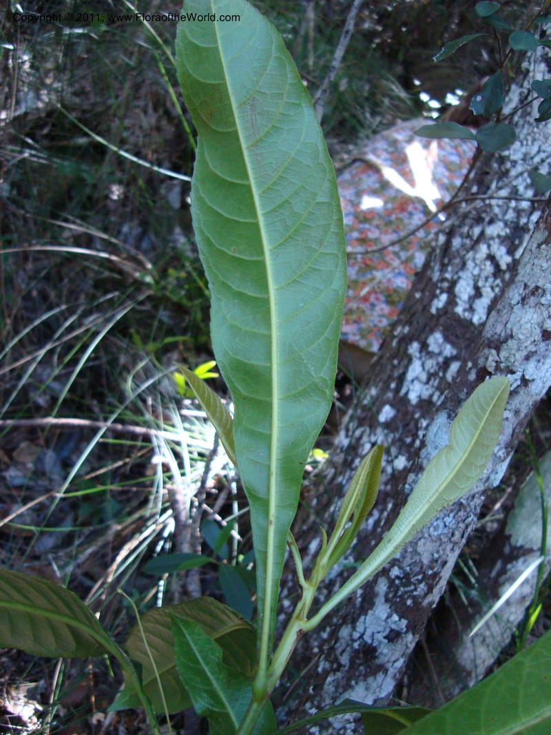 Cleidion, Munzinger, J 4654--New Caledonia, Province du Sud, Dumbea barrage 11 Nov 2007  (16).jpg