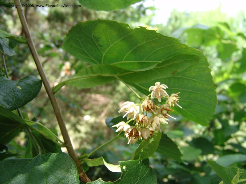 Tilia americana v. caroliniana--TX. Johnson Wildflower Center. 13 Jun 04. 004.jpg