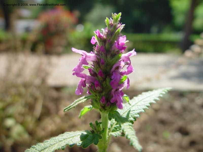 Stachys officinalis--Italy. Tuscany. Univ. Firenze, Giardino dei Simplici, Florence. 22 May 03. 002 .jpg