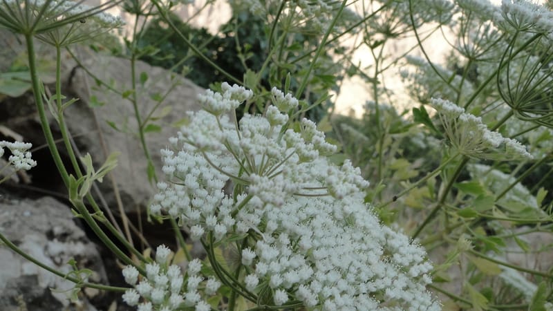 Pimpinella, BE.11.1--Iraq. Kurdistan. Shakh-i Pira Magrun. Zewiya. 14 June 2010. 306 (17).jpg