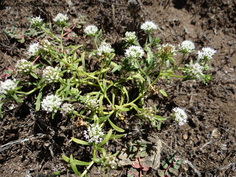Valeriana, WDS 34165--Chile. P.N. Sieta Tazas. 21 Feb 2013. DSC02254 (62).JPG