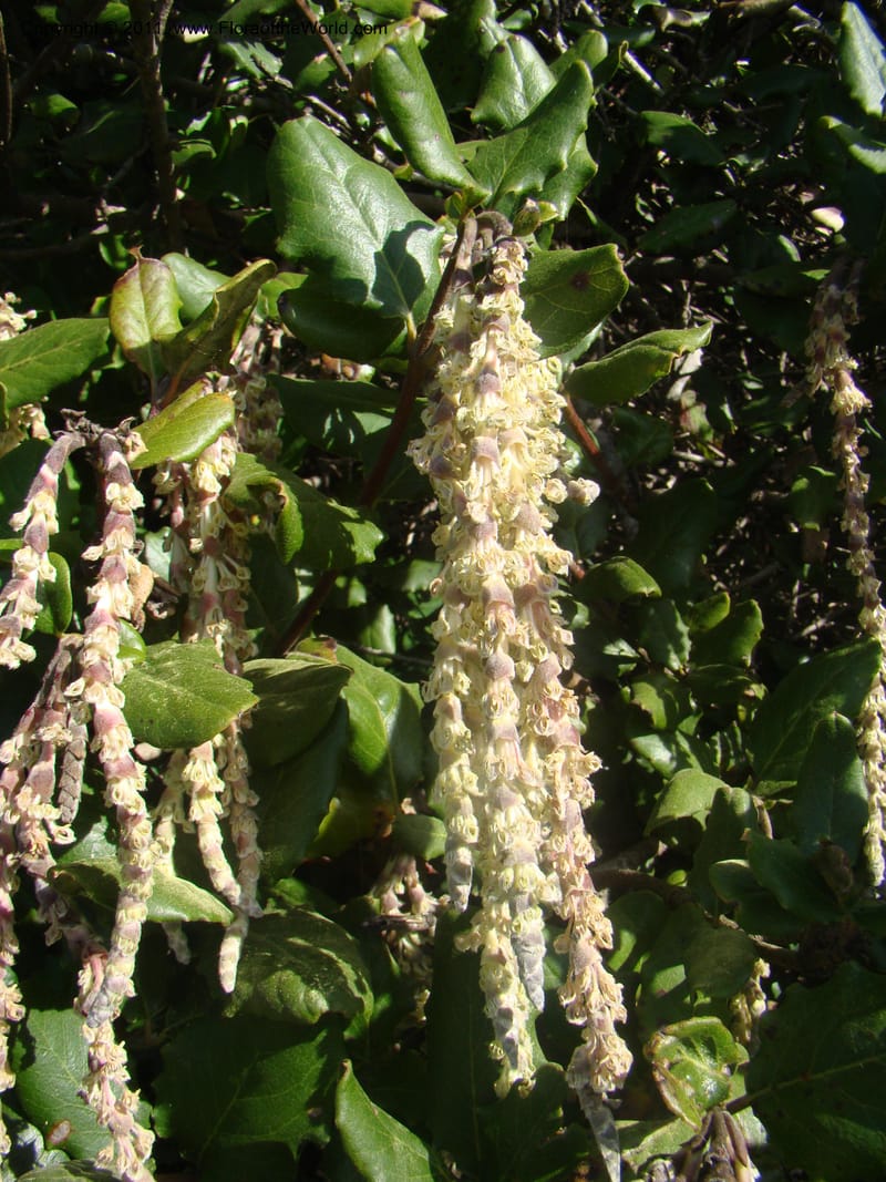 Garrya elliptica, C. Davidson 11826--CA. Moonstone Beach. 26 Jan 2011. 032 (5).jpg