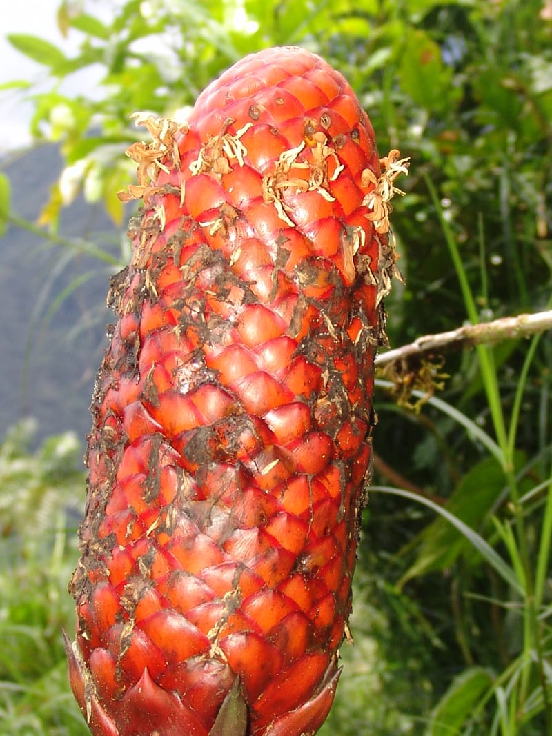 Guzmania claviformis, Neill 15929--Ecuador. Prv. Zam. Ch. C del Condor. Wawaime plot. 22 Sep 07. 344 (4).jpg