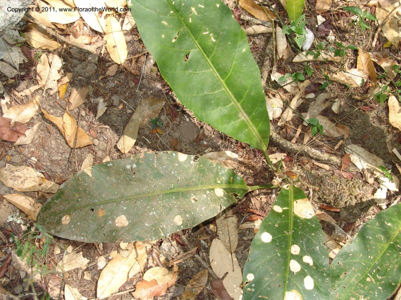 Anthurium plowmanii, AraujoM2908--Bolivia. F. Tamayo. Rio Machariapu. 17 Sep 06. 283 (2).jpg